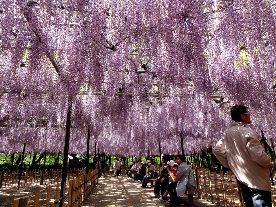 Okazaki-Park-Fujimatsuri-1