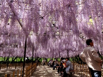 Okazaki-Park-Fujimatsuri-1 photo