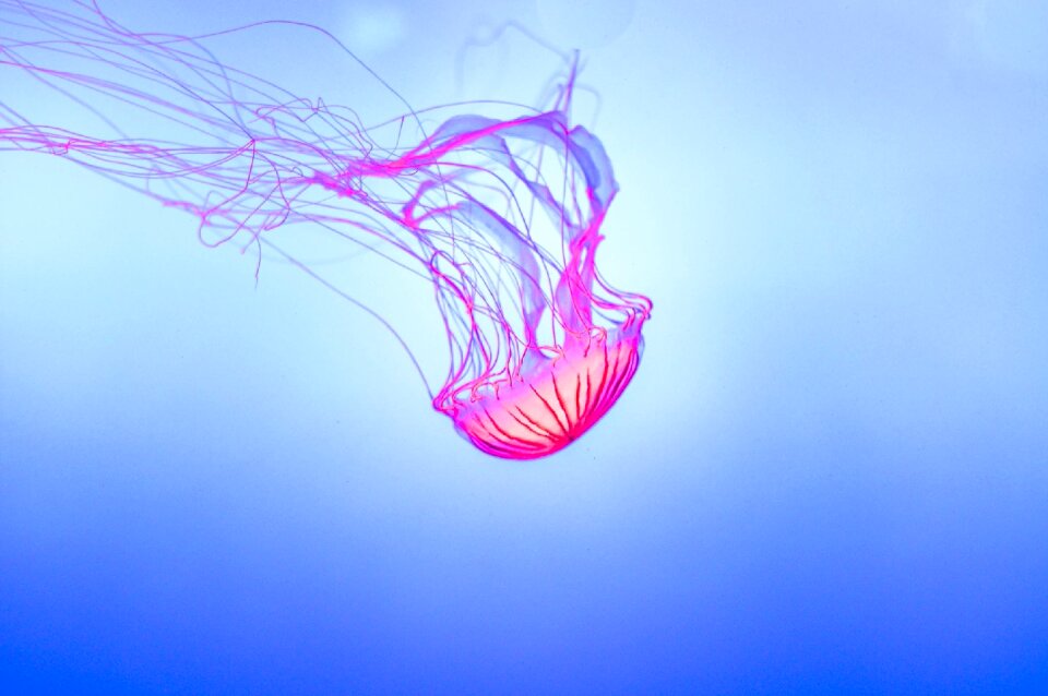 Jellyfish underwater glowing photo