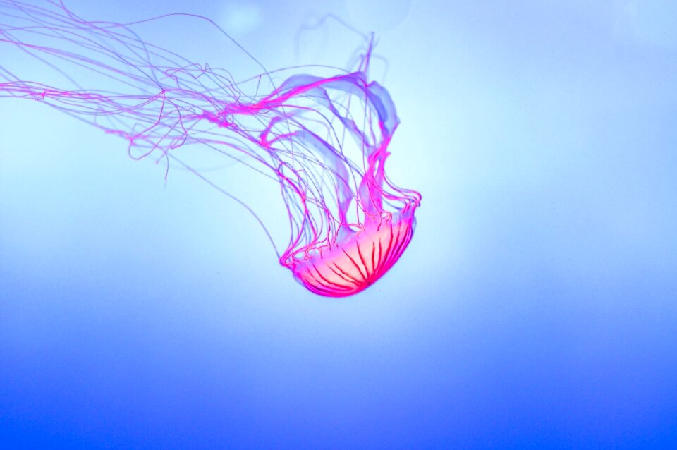 Jellyfish underwater glowing