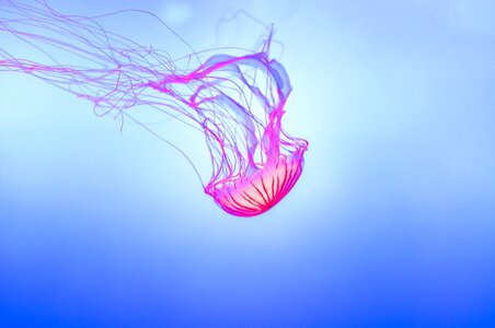 Jellyfish underwater glowing photo