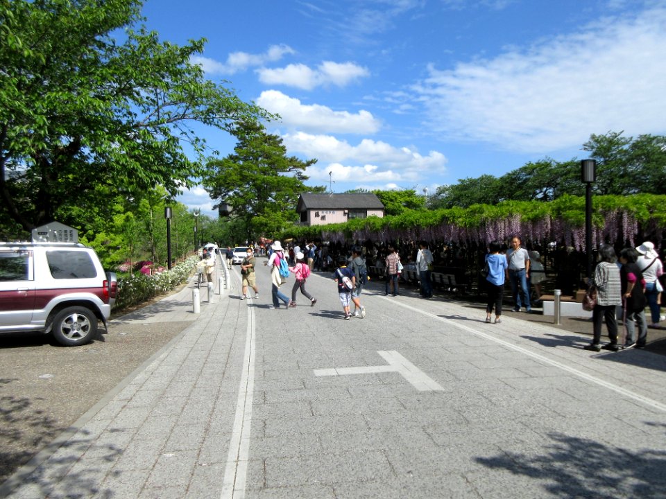 Okazaki-Park-Fujimatsuri-3