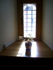 Flower sun window
