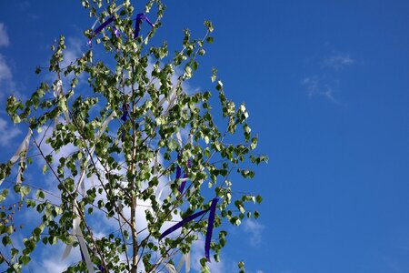 Flutter wind birch