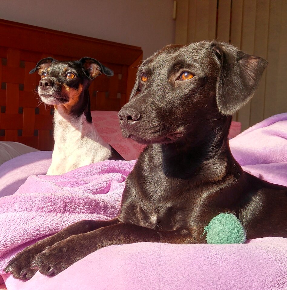 Animals pets funny
