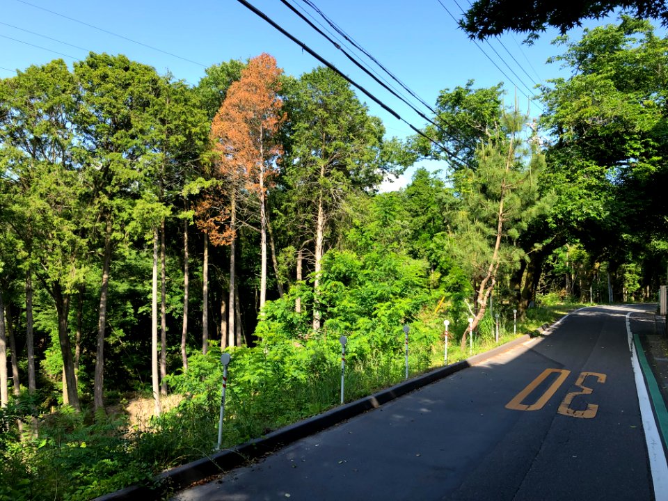 Okazaki-Tanzakacho-1