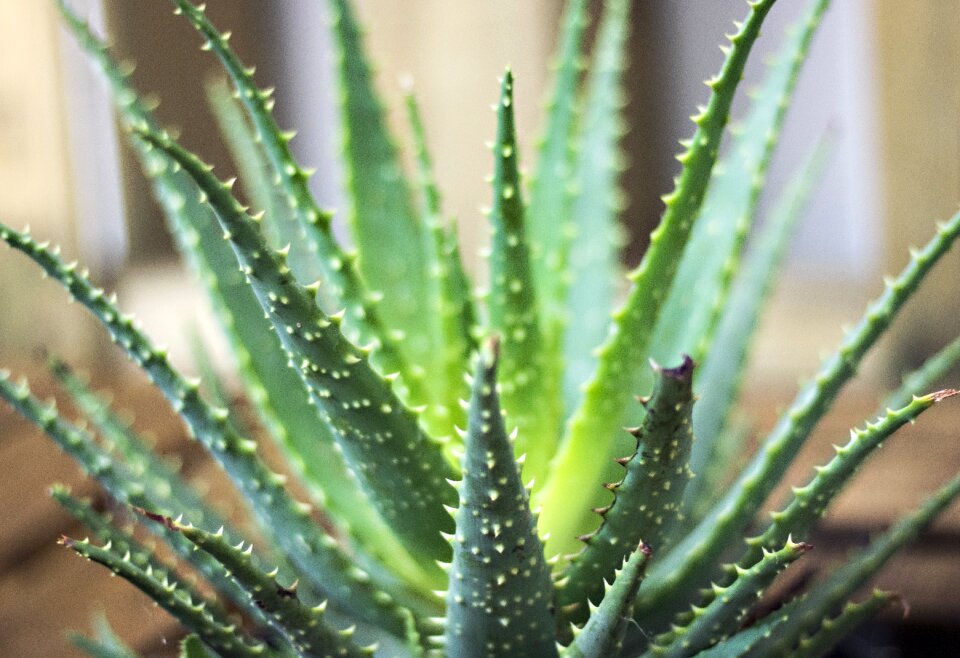 Nature leaf growth