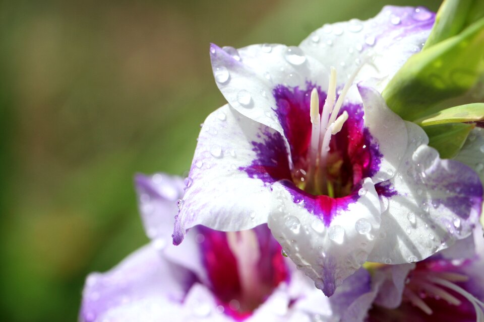 Flower nature garden