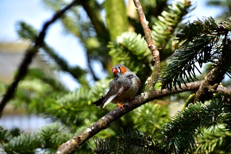 Bird small bill