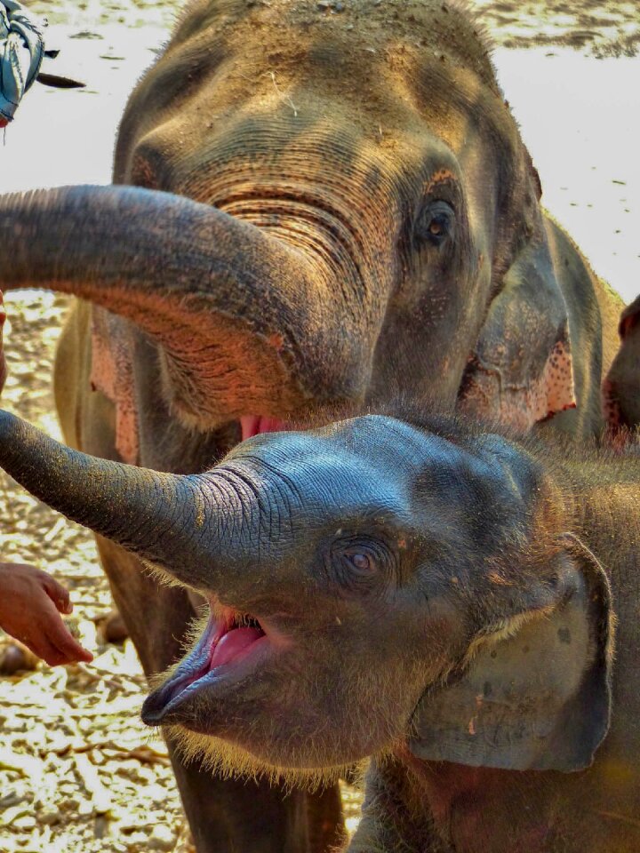 Animals elephant park