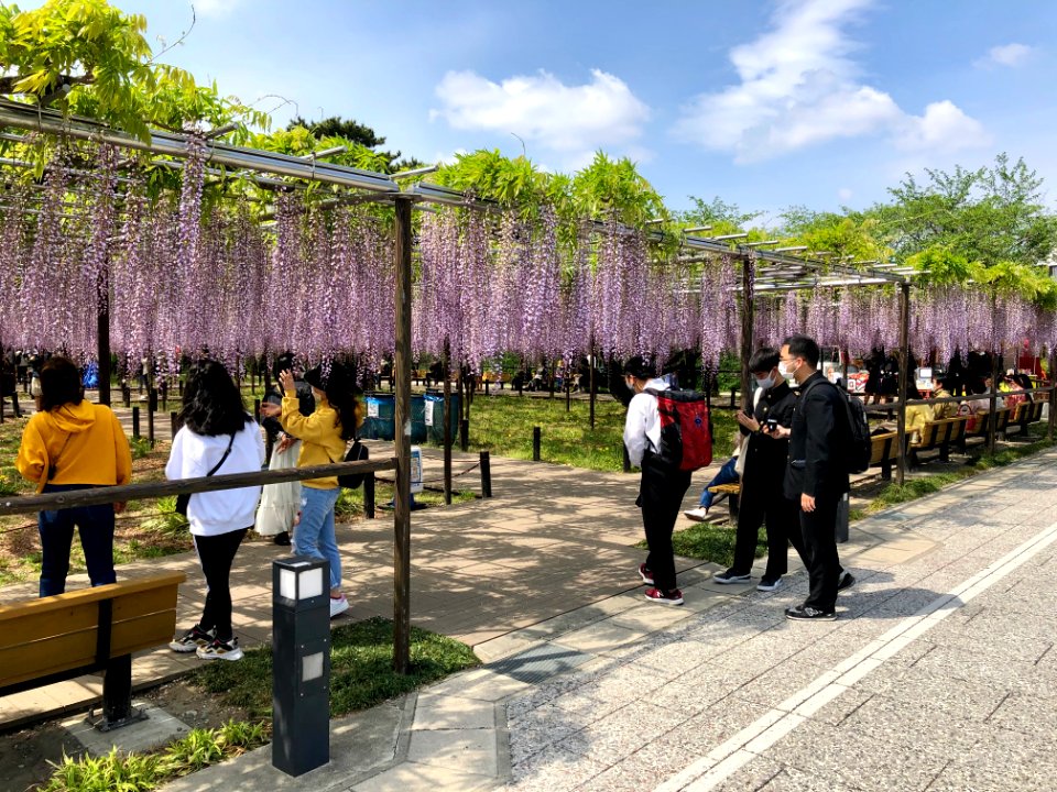 Okazaki-Park-Fujimatsuri-4