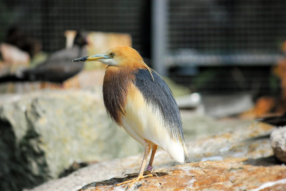 Bird seevogel coast