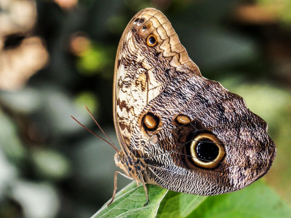 Insect butterfly on flower diversity