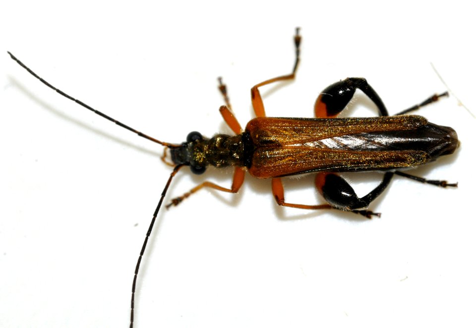 Oedemera-podagrariae-02-fws