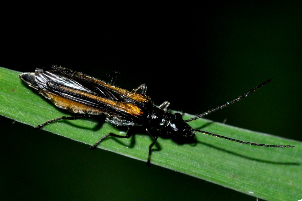 Oedemera-pthysica-01-fws