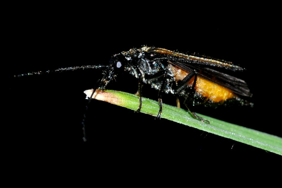 Oedemera-pthysica-04-fws