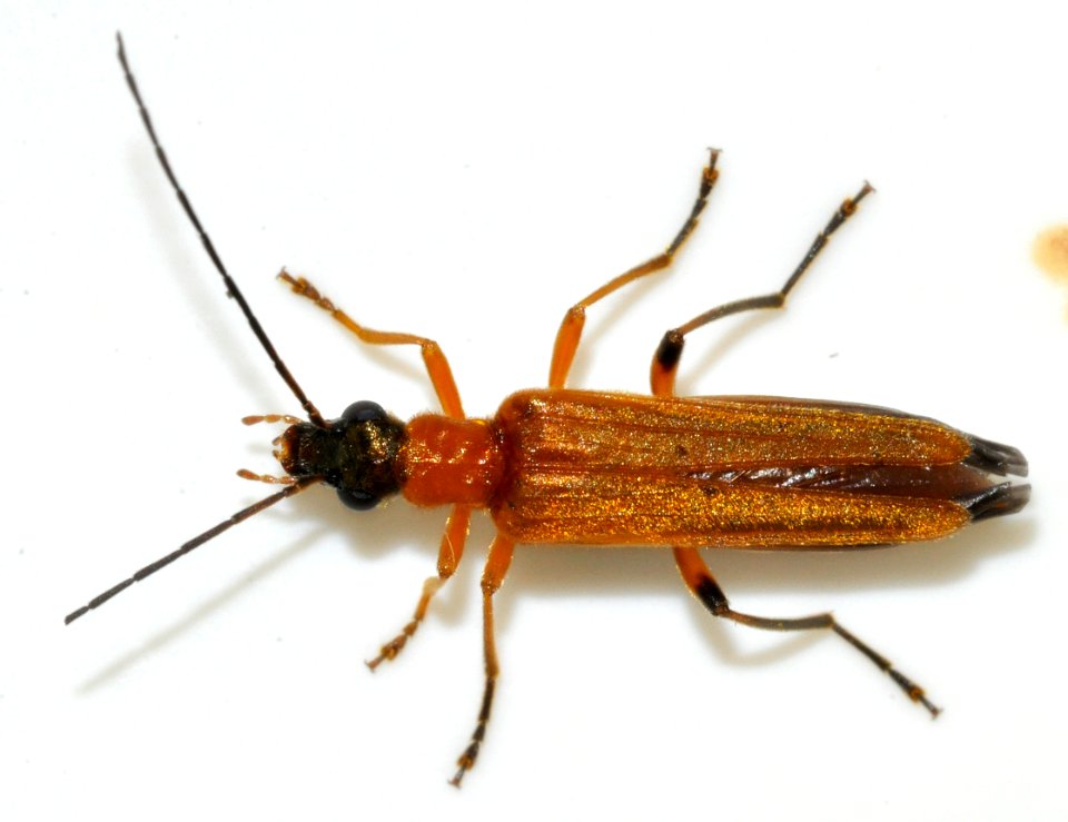 Oedemera-podagrariae-10-fws
