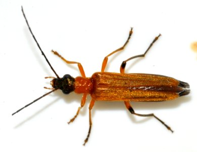 Oedemera-podagrariae-10-fws