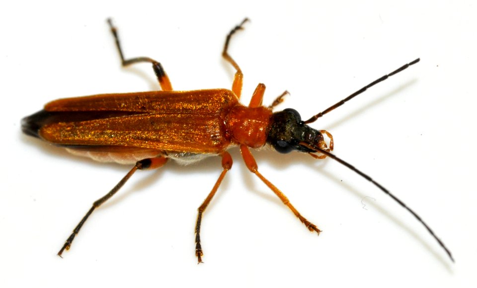 Oedemera-podagrariae-08-fws