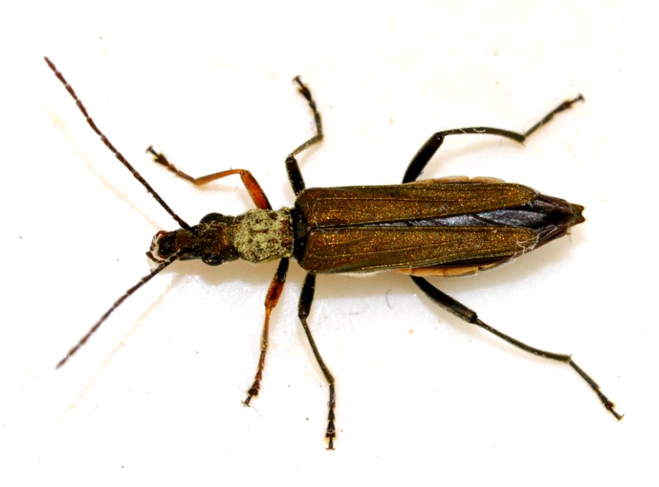 Oedemera-flavipes-01-fws