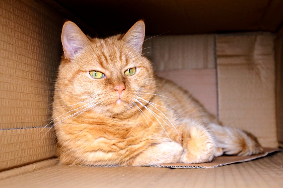House pet domestic cat