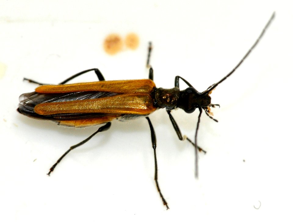 Oedemera-femorata-16-fws