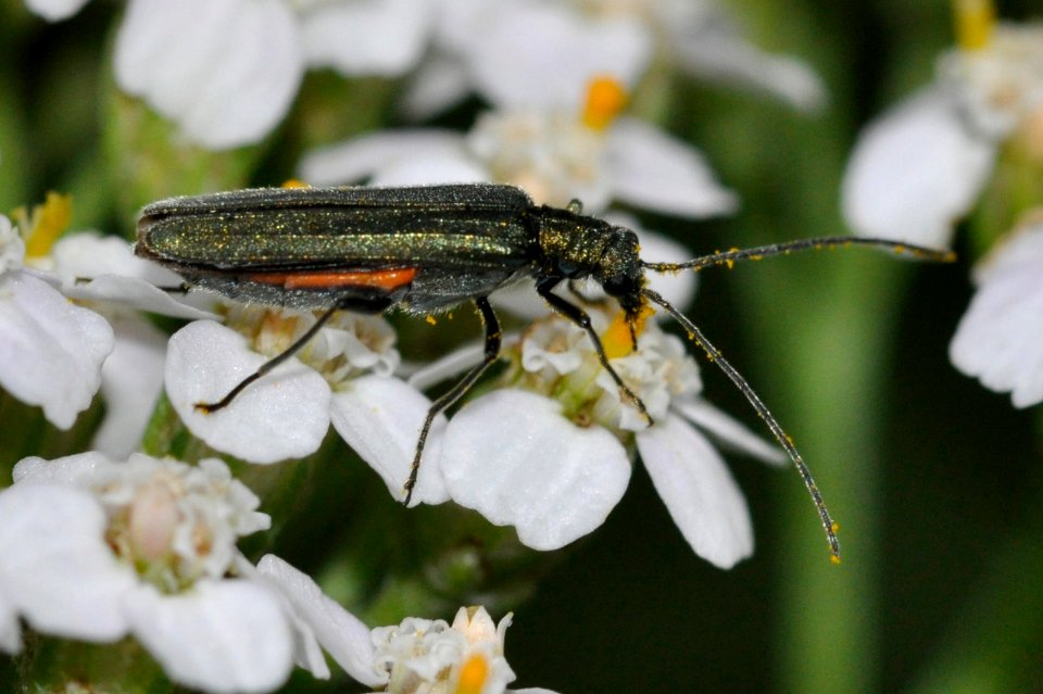 Oedemera-virescens-04-fws