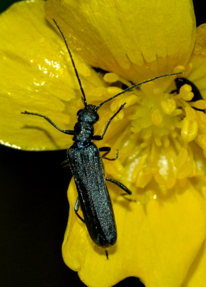 Oedemera-lurida-03-fws photo