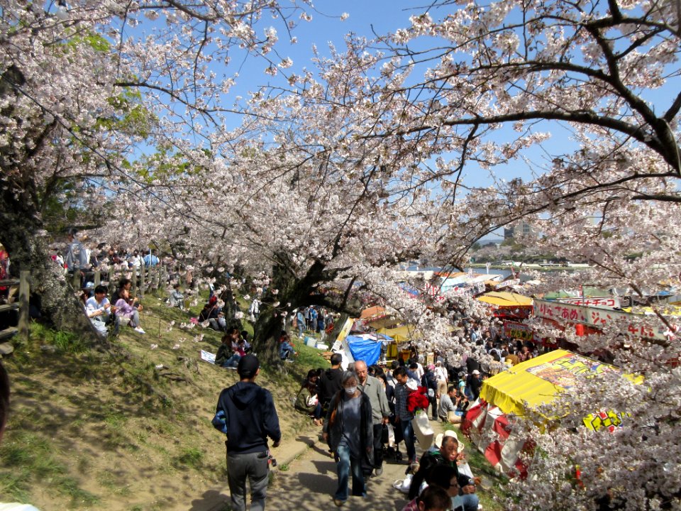 Okazaki-Park-Sakura-1
