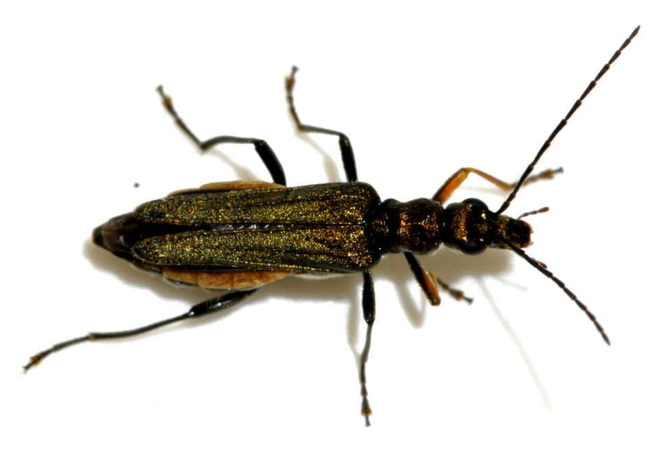Oedemera-flavipes-04-fws