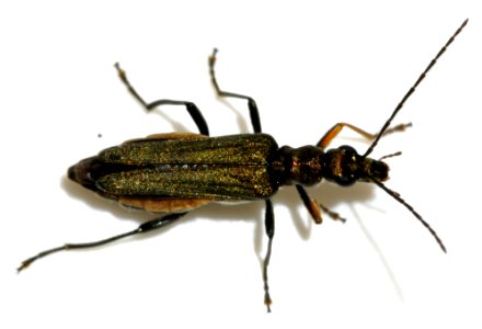 Oedemera-flavipes-04-fws