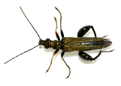 Oedemera-flavipes-08-fws photo