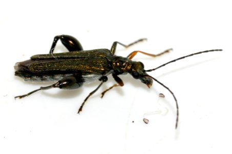 Oedemera-flavipes-07-fws photo