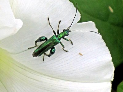 Oedemera nobilis (Thick Legged Flower Beetle), Arnhem, the Netherlands photo