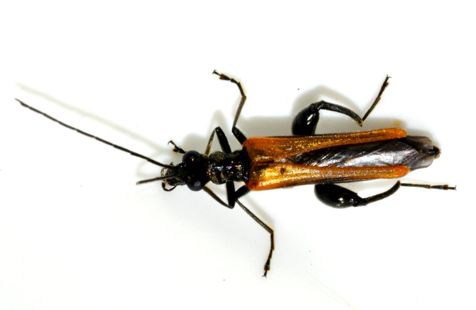 Oedemera-femorata-12-fws