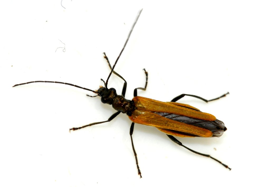 Oedemera-femorata-14-fws