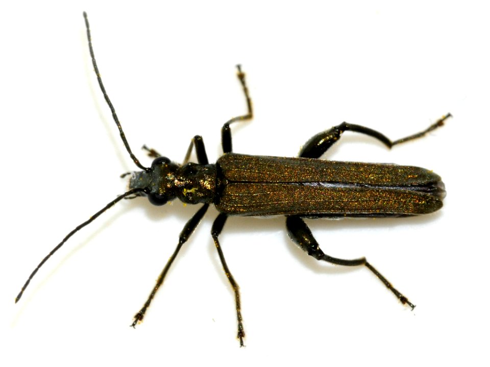 Oedemera-virescens-12-fws