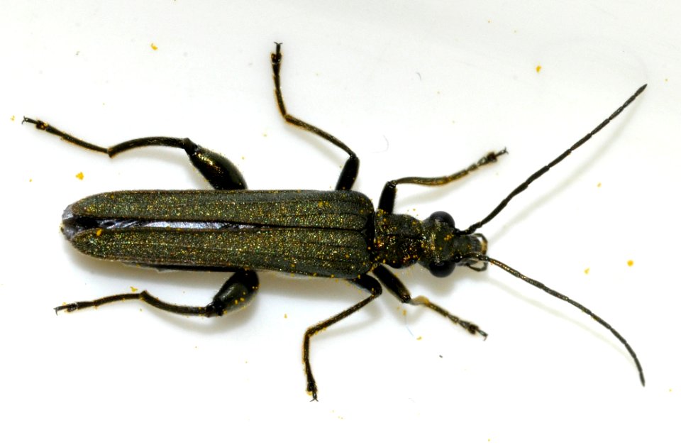 Oedemera-virescens-10-fws