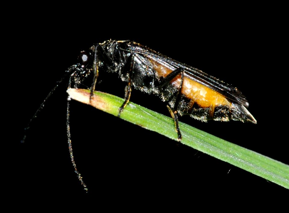 Oedemera-pthysica-02-fws