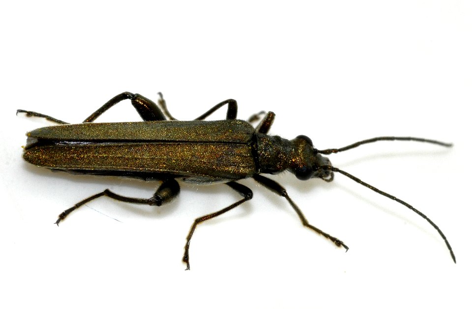 Oedemera-virescens-06-fws