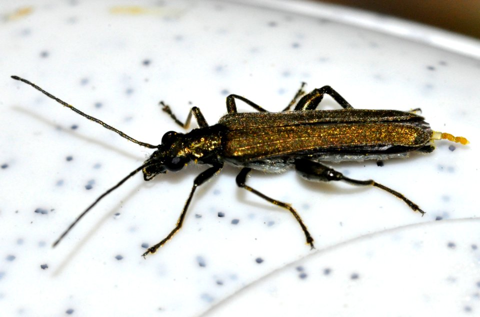 Oedemera-virescens-15-fws