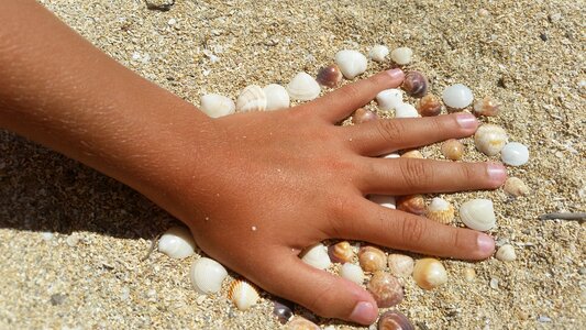 Mussels beach sand photo