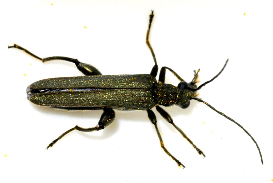 Oedemera-virescens-11-fws