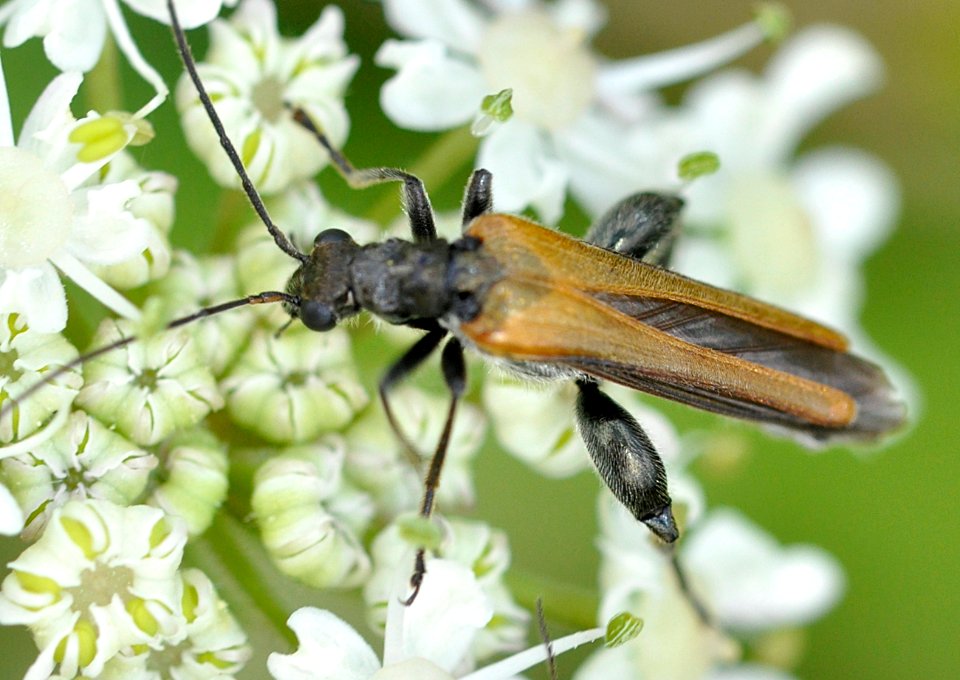 Oedemera-femorata-06-fws