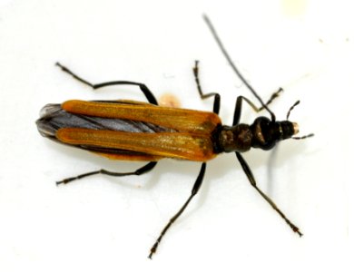 Oedemera-femorata-15-fws photo