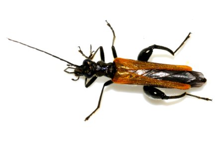 Oedemera-femorata-11-fws