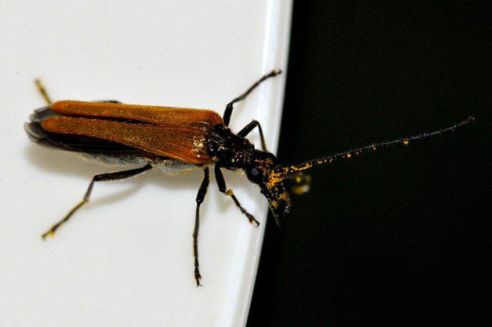 Oedemera-femorata-07-fws