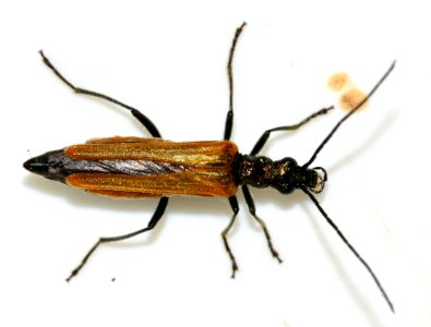 Oedemera-femorata-13-fws