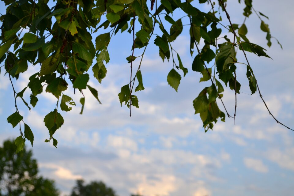 Plate sky tree