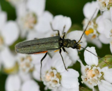 Oedemera-virescens-03-fws